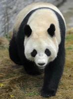 The old-aged Giant Panda 