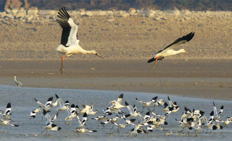 Poyang Lake Birding