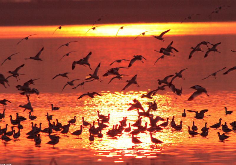 Dongting Lake Birds