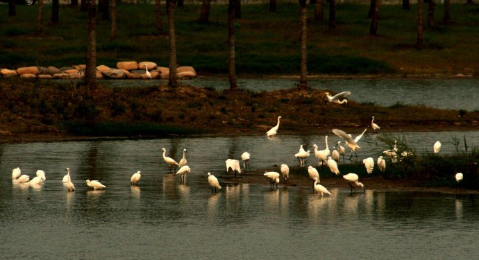 Birds in Dongtan Wetland 