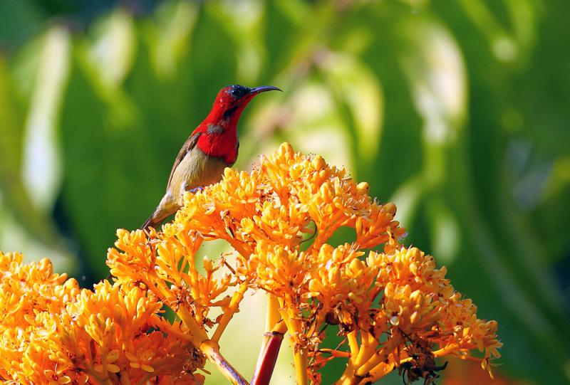 Xishuangbanna Bird-watching