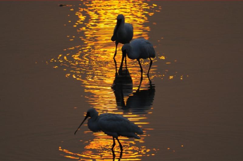 Birding in Haikou