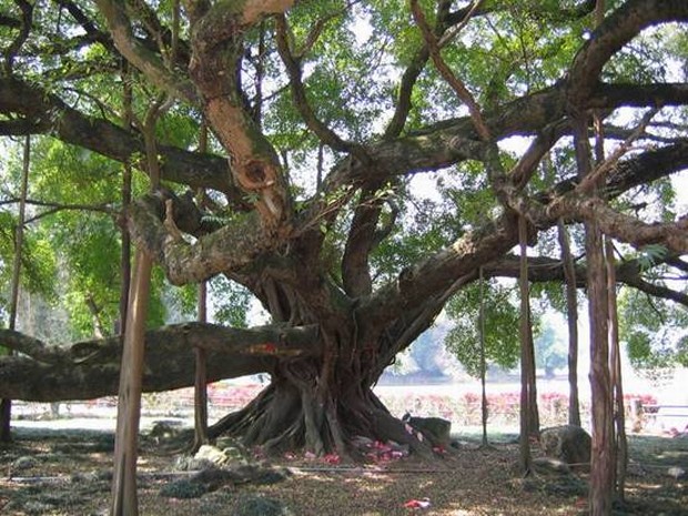 Chinese Banyan Tree