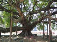 Ancient Banyan Tree