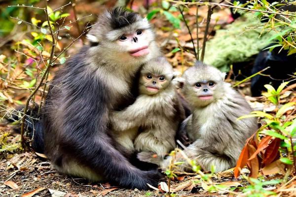 Yunnan Snub-nosed Monkey at Baima Snow Mountain