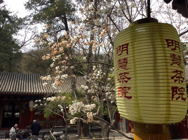 Beijing’s Best Teahouses Drinking Tea, and Experiencing More Easy