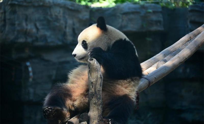 Panda in Beijing Zoo