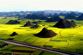 Yunnan Luoping Rapeseed Flowers