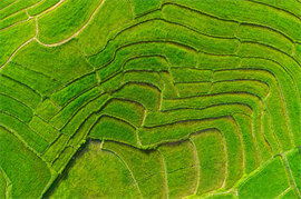 Rice Terraces in China