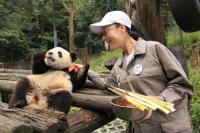 Bifengxia Panda Base Feeding Panda
