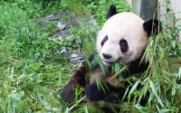 Bifengxia Panda Base Panda Eating Bamboo
