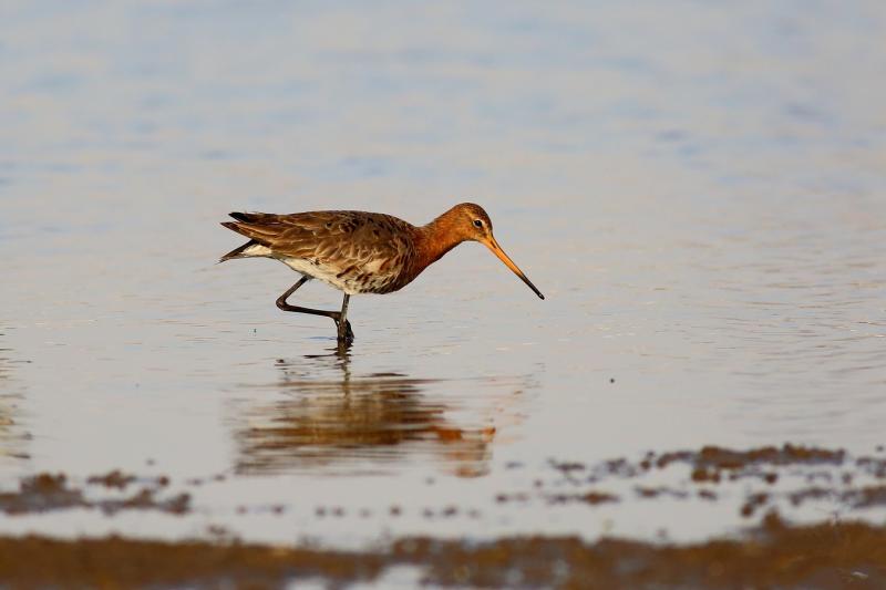 Best Bird watching destinations in China