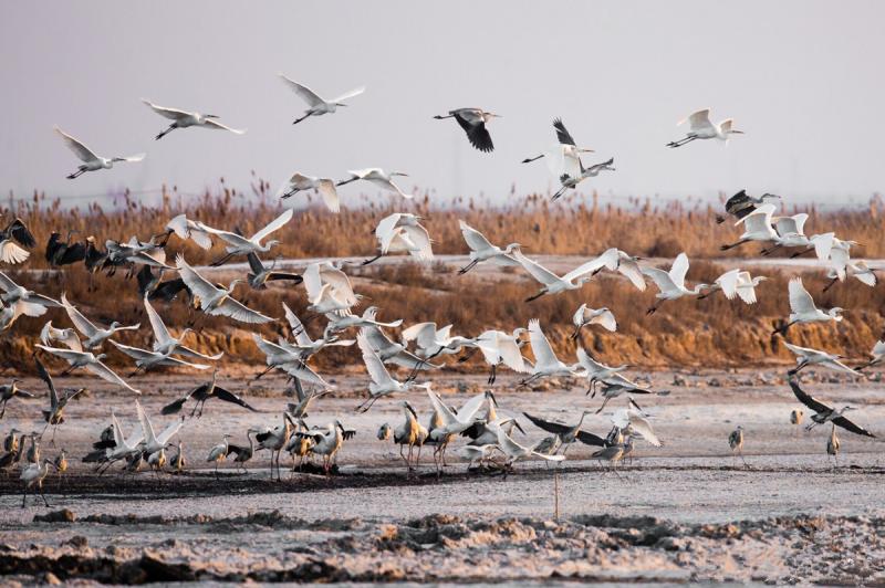 China Birding tour