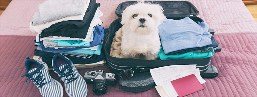 travel china guide dog