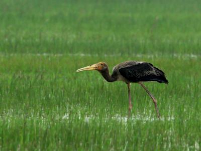 Caohai National Reserve A bird in Wetland