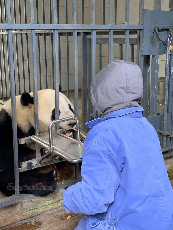 Visit panda and feed panda in Chengdu Sichuan spring seasn