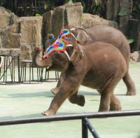 Chimelong Holiday Resort Elephant Show