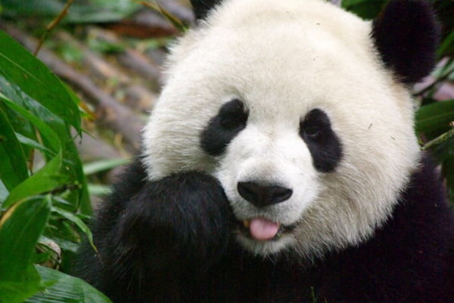 Panda in Chengdu