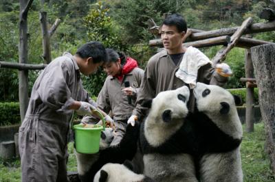 Panda volunteer program in Dujiangyan Base