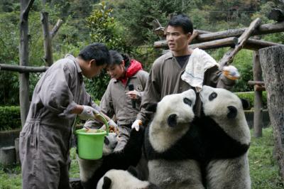 Panda Volunteer Work