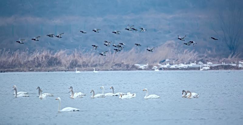 Trip to Swan Lake China