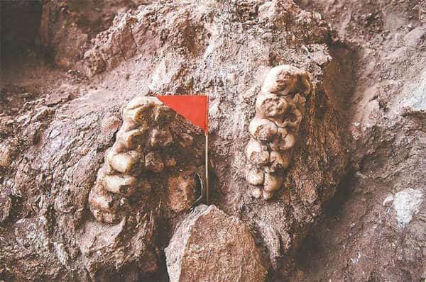 Molar fossil of an adult individual mastodon found in the archaeological site of Renzidong