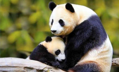 Chinese Symbols Pandas