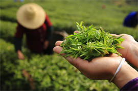 Lushan Yunwu Tea of China