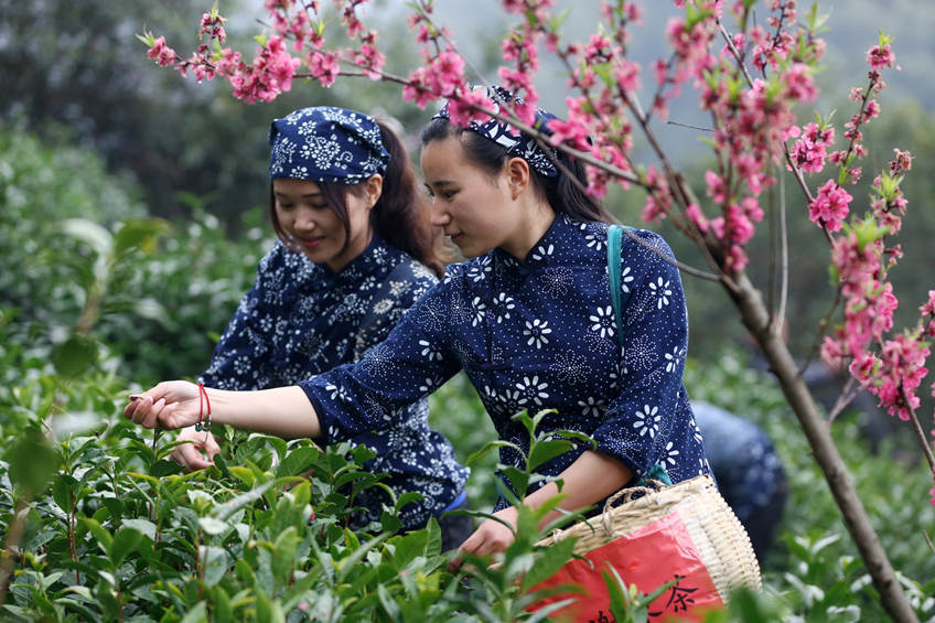 Girls picking Huangshan Maofeng Tea