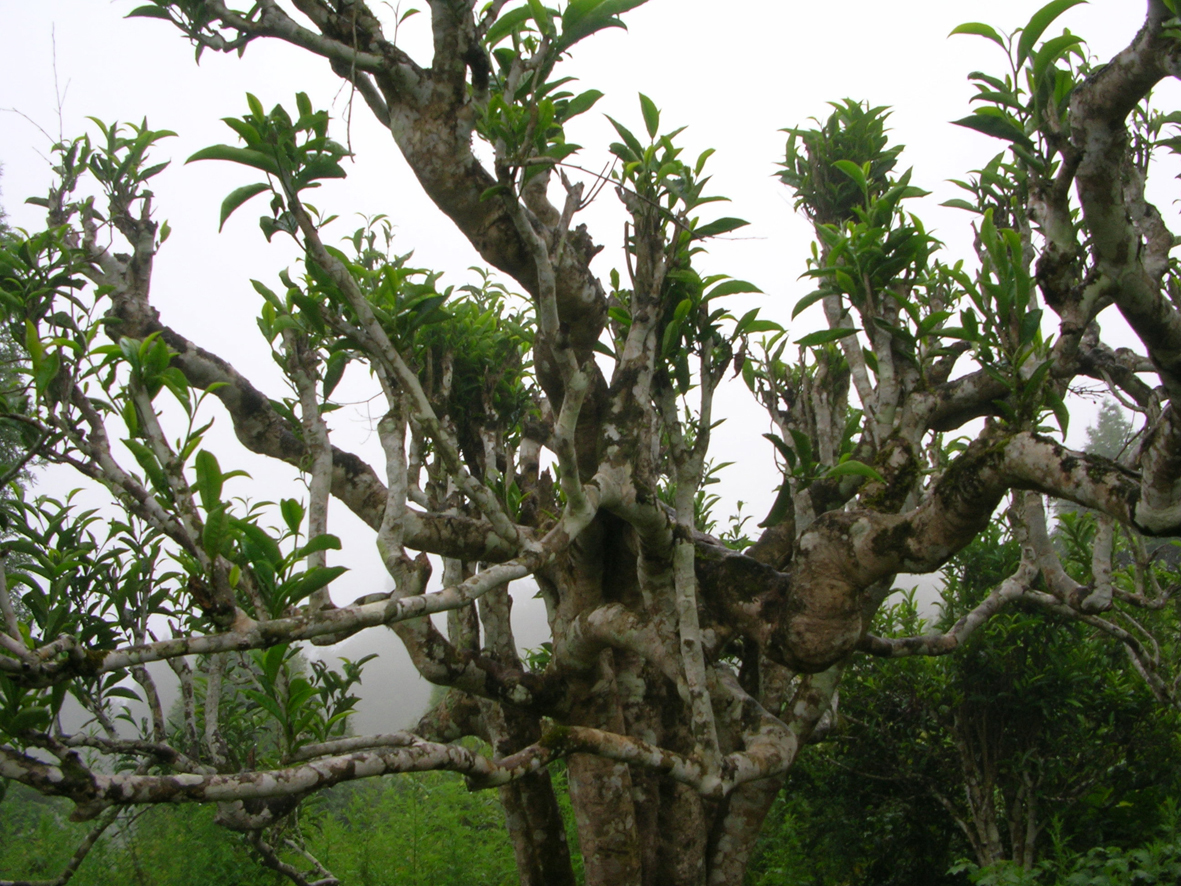 ancient pu'er tea trees