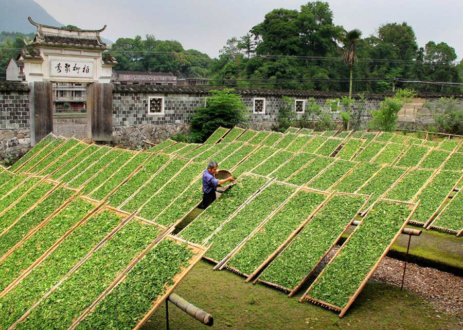 How to make Fuding White Tea