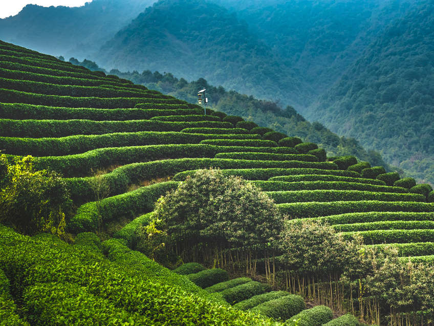 West Lake Longjing Green Tea culture