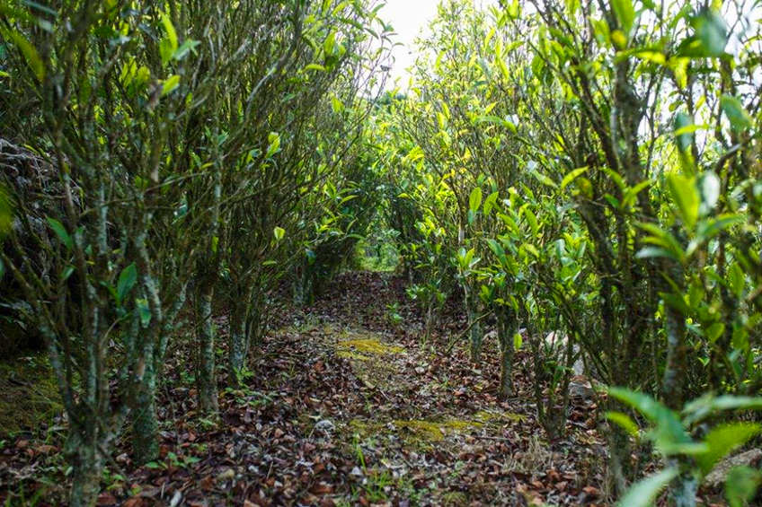 Fenghuang Dancong Tea trees