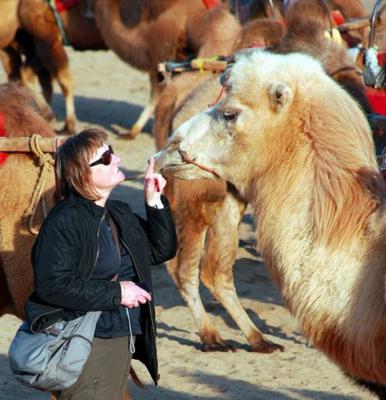 Ride camel for desert trip in Dunhuang
