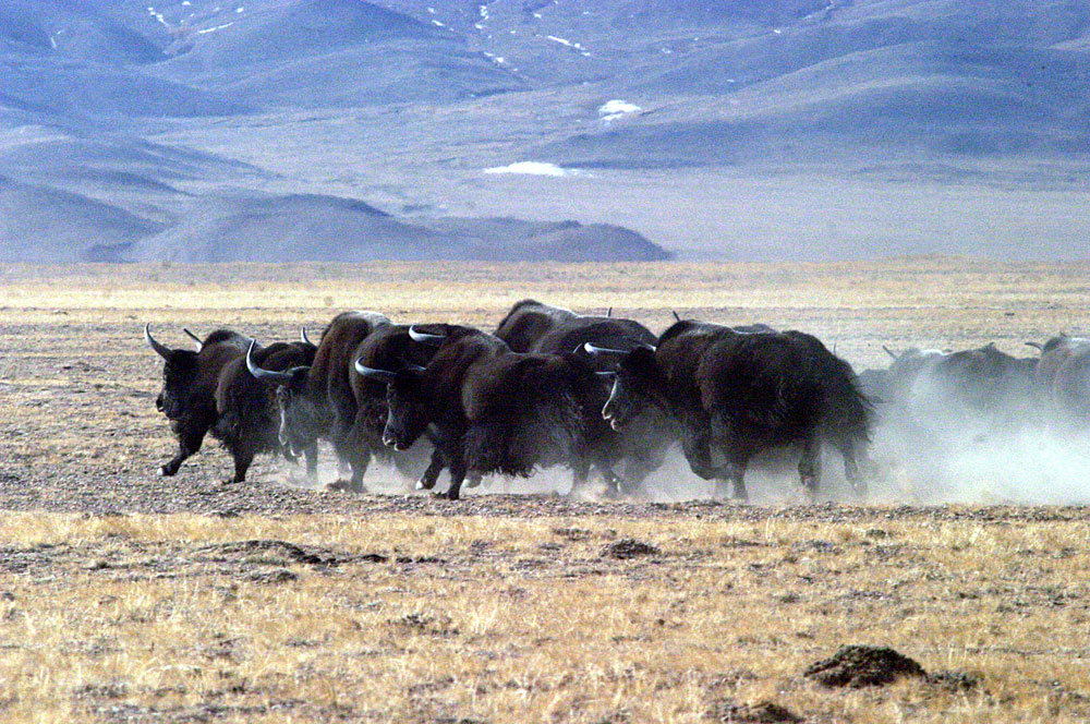 Yak of Qinghai Lake