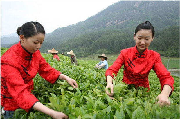 Dahongpao (Red Gown) 