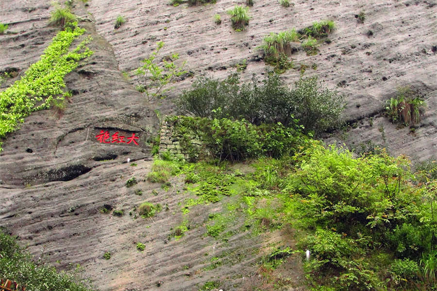 Dahongpao Tea’s Mother Bush