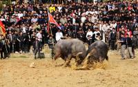 buffaloes fighting