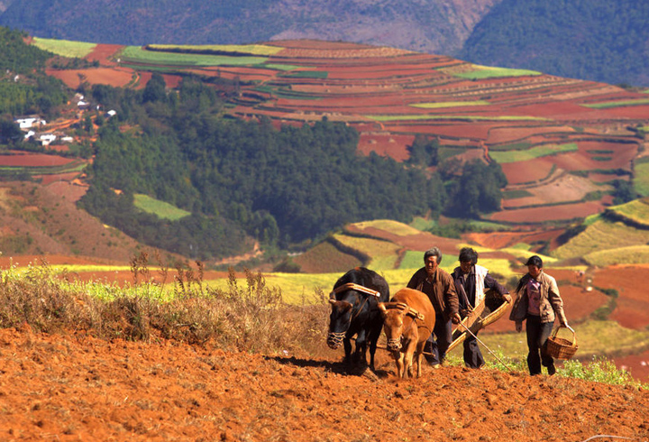 Farmers Walking on Fields Dongchuan Red Land Kunming 
