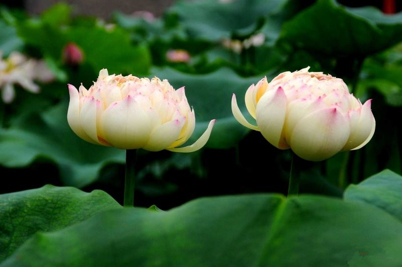 White Lotus