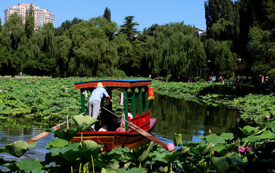 Lotus pond in Beijing