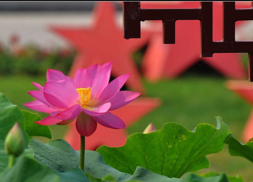 Lotus in China
