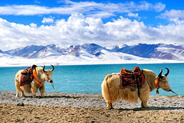 Tibet Yak at Namtso Lake