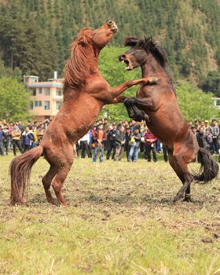 Horse fighting on Huapao Festival 