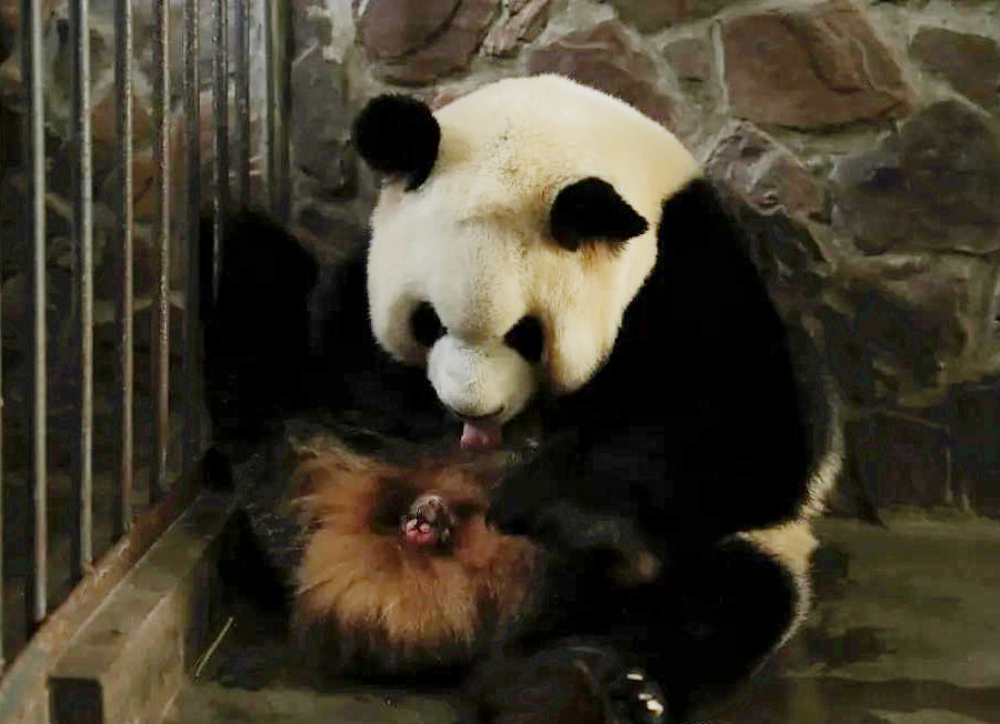 2020 newborn panda baby