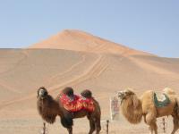 camels in turpan