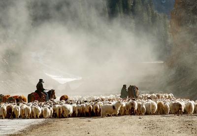 Herdsmen & Sheep