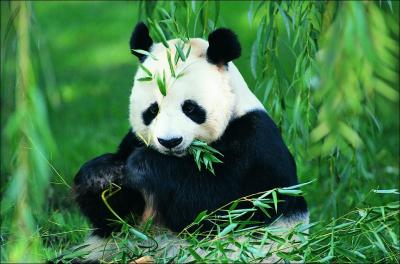 Panda Tours of China