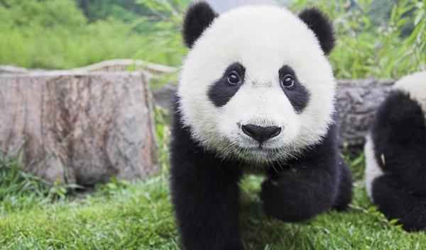 Panda in Chengdu China