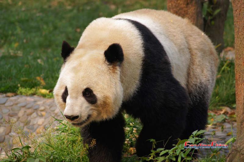 Panda Breeding Center